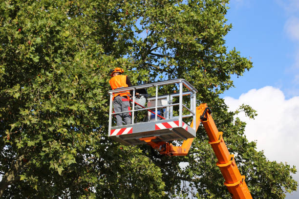 How Our Tree Care Process Works  in  Ship Bottom, NJ